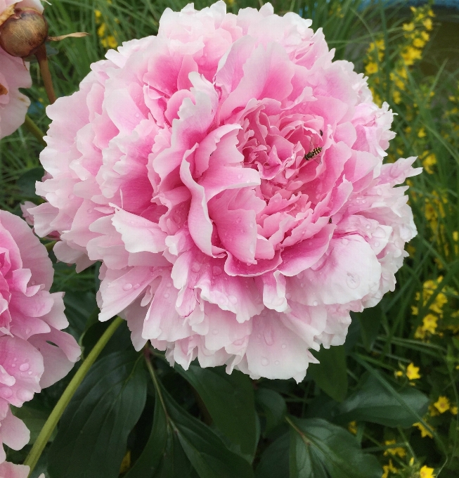 Natur blüte anlage blume