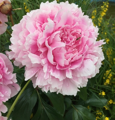 Nature blossom plant flower Photo