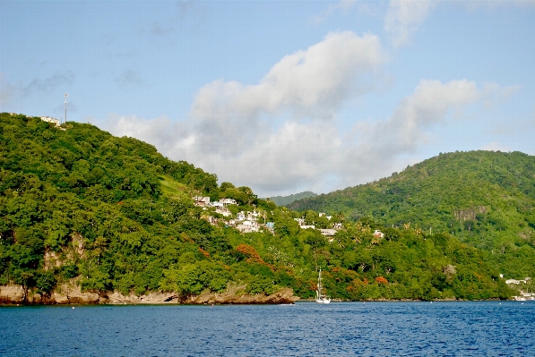 風景 海 海岸 木 写真