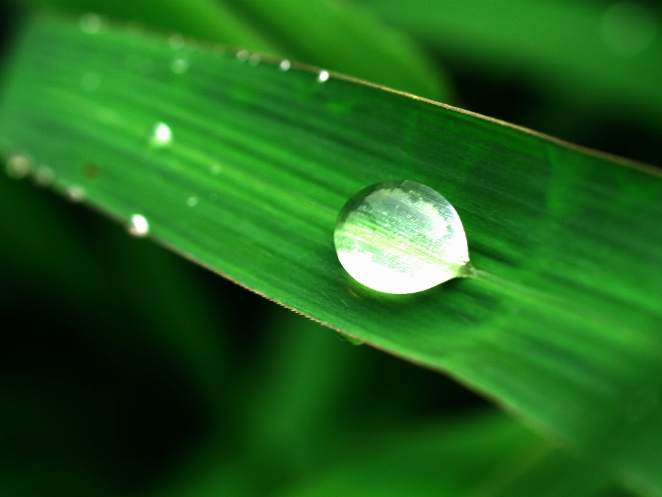 Water nature grass droplet