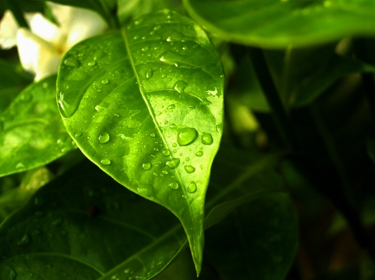 Foto Acqua natura foresta erba