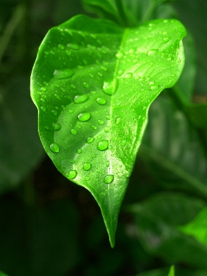 Water nature grass droplet Photo