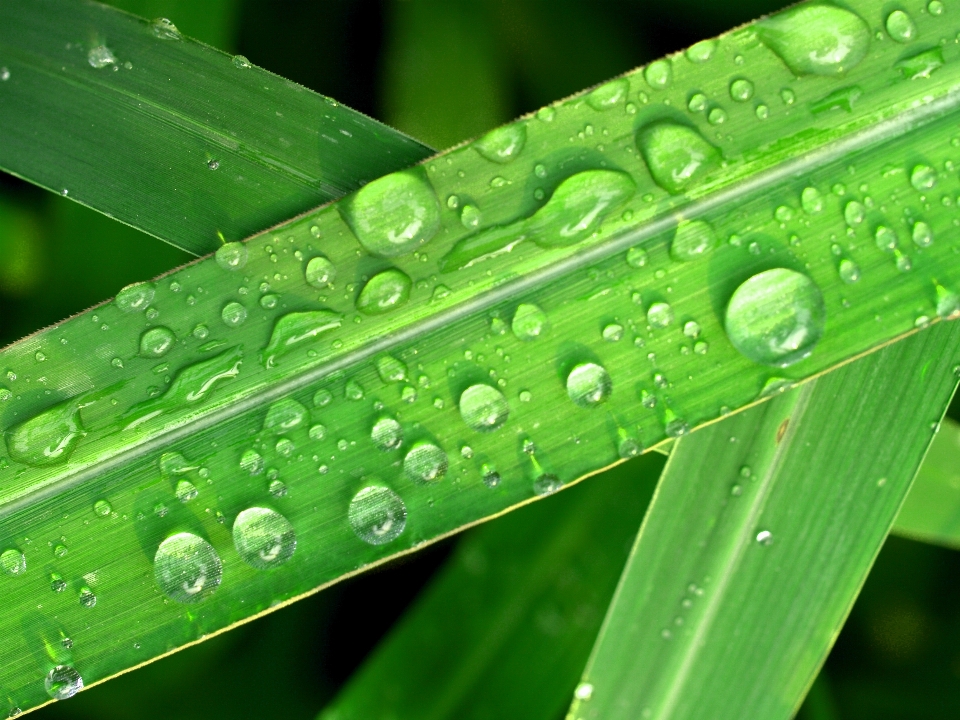 Water nature grass droplet