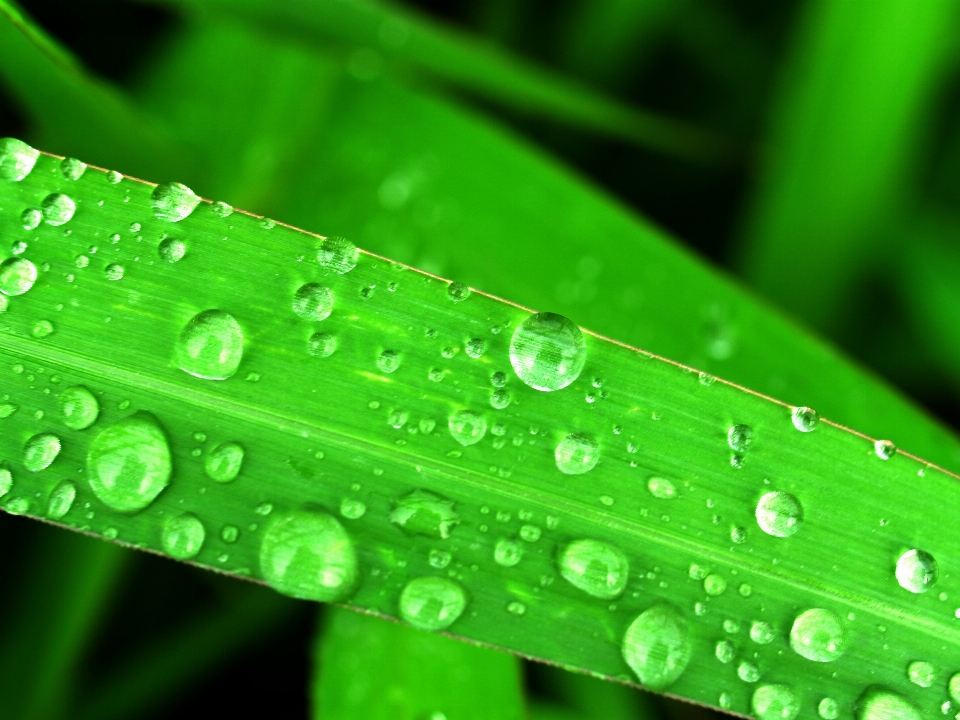 Water nature grass droplet