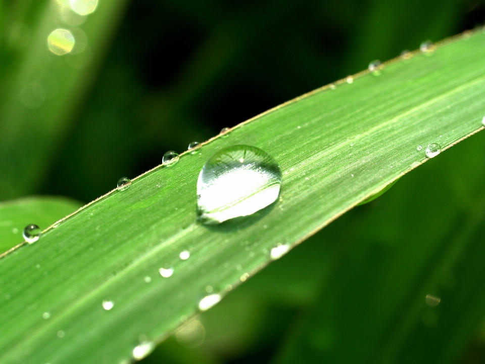 Water nature grass droplet