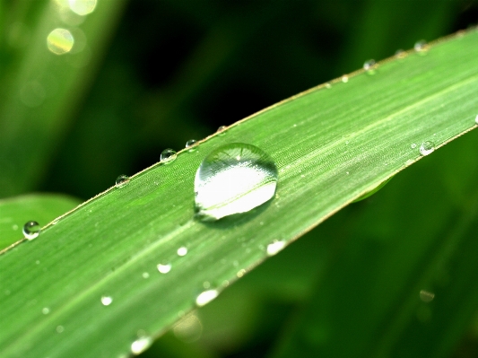 Water nature grass droplet Photo