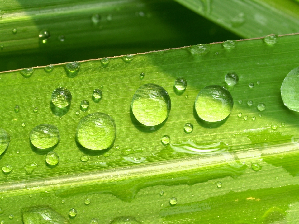 Water nature grass droplet