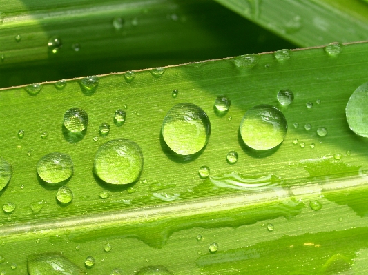 Water nature grass droplet Photo