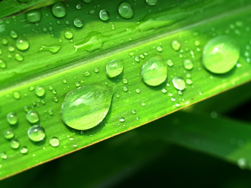 Water nature grass droplet