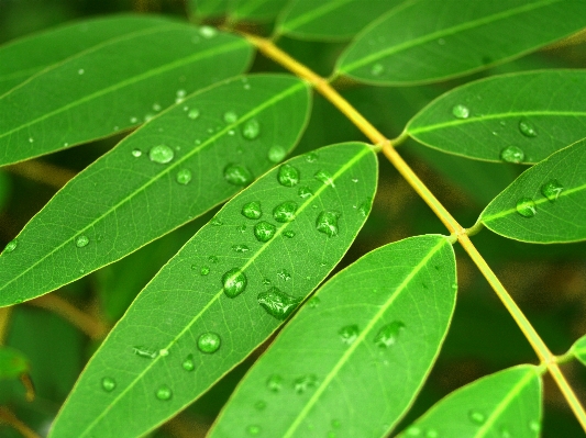 Tree water nature grass Photo