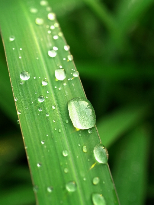 Water nature grass droplet