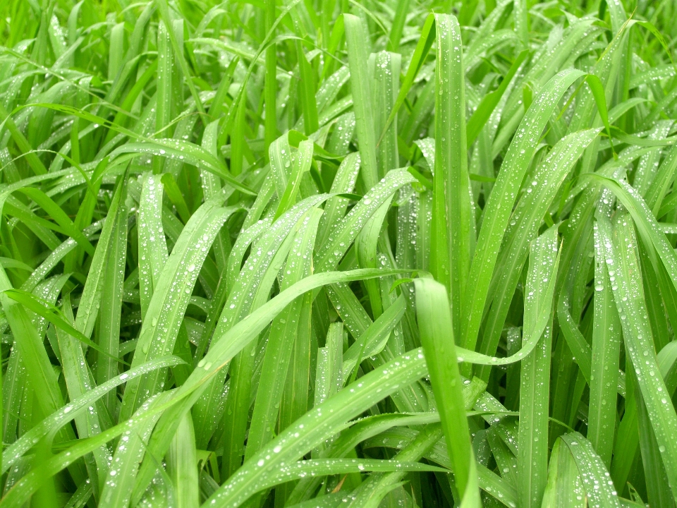 Wasser natur gras tröpfchen