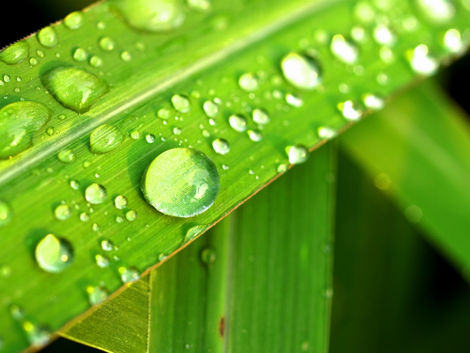 Water nature grass droplet