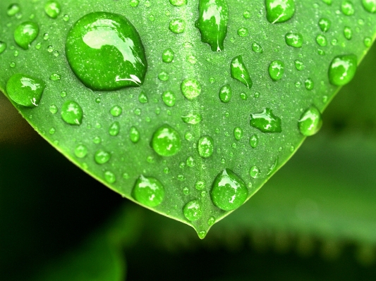 Water nature grass droplet Photo