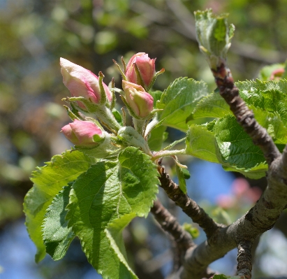 Apple tree nature branch Photo