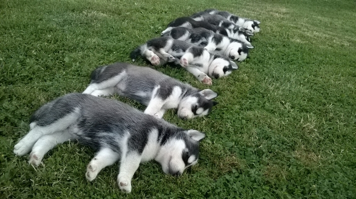 Grass outdoor puppy dog Photo