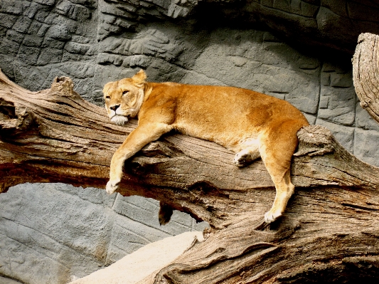 自然 ブランチ 動物 野生動物 写真