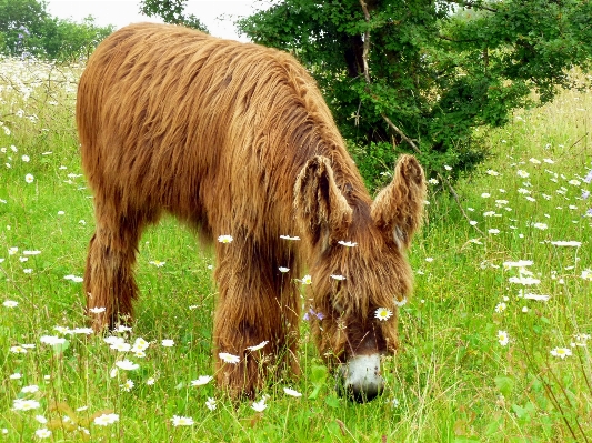 Nature grass field farm Photo