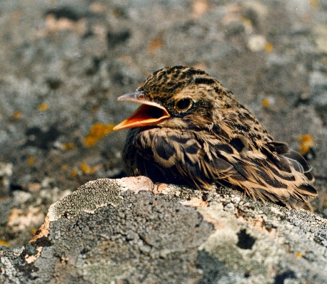 Zdjęcie Natura ptak grunt lato