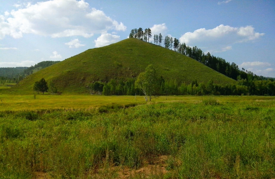 Landscape tree nature grass