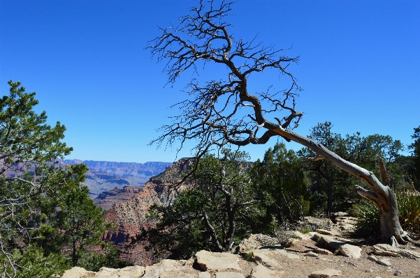 Landscape tree rock wilderness Photo