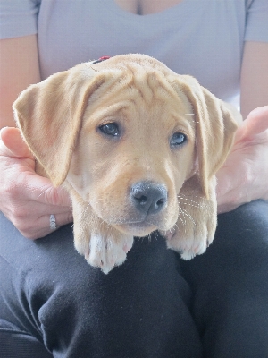 Foto Filhote de cachorro animal bonitinho