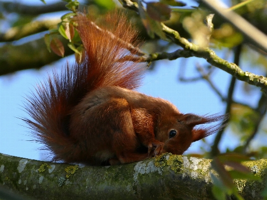 Nature flower animal cute Photo