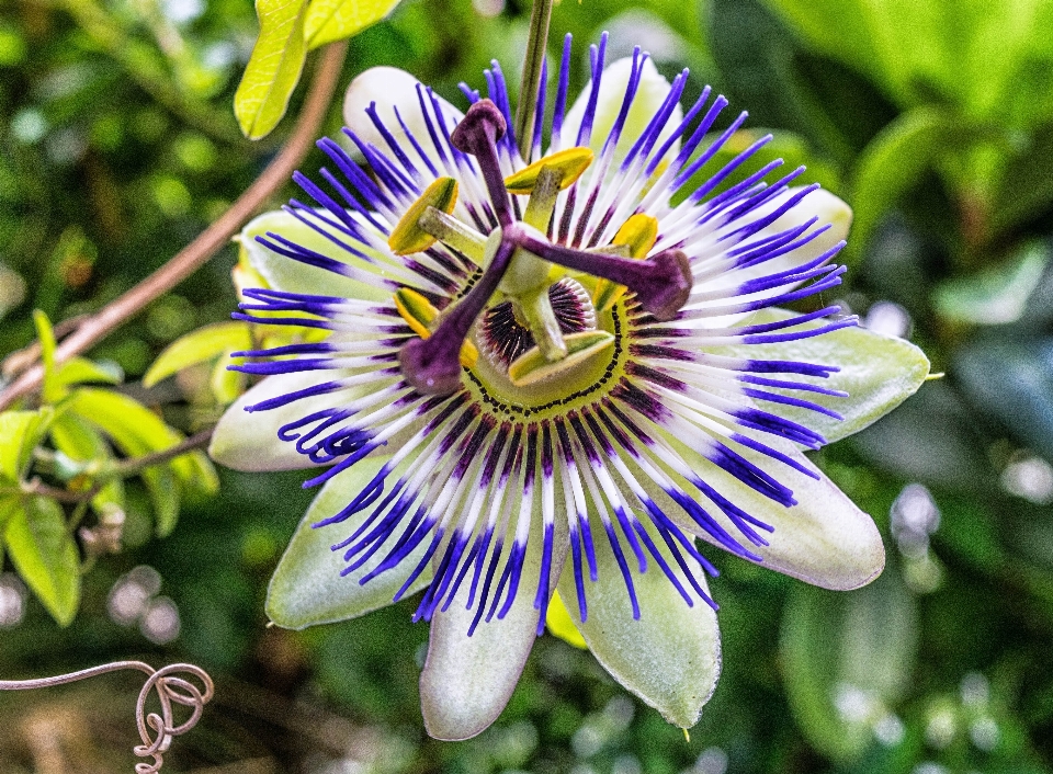 Nature blossom plant flower