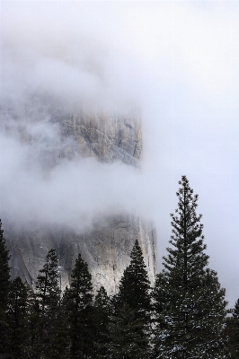 Landscape tree nature forest Photo