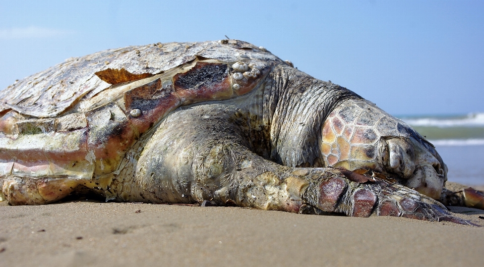 Plaża morze wybrzeże natura