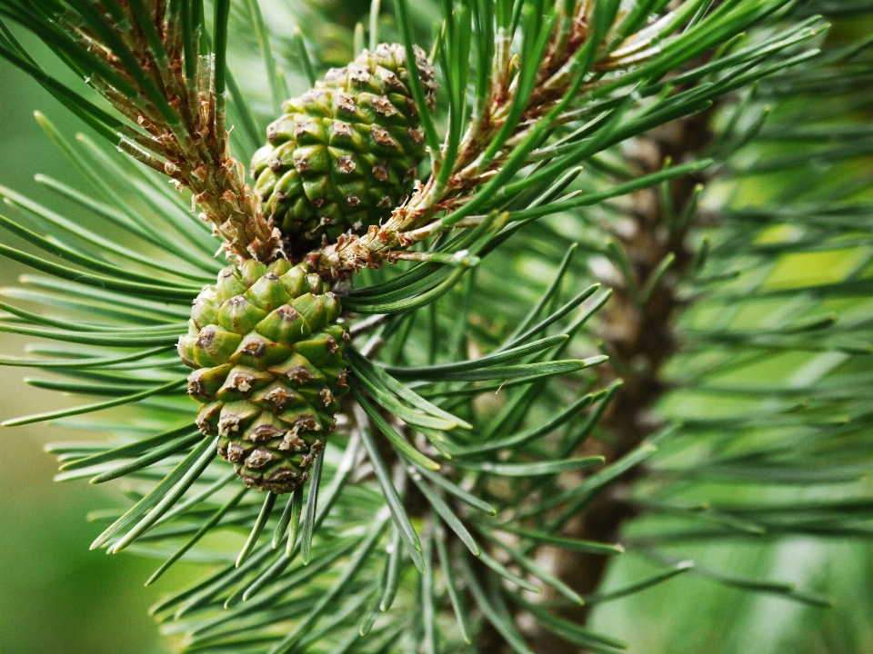 Drzewo natura las oddział