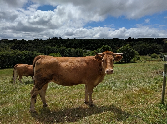 Foto Césped campo granja prado
