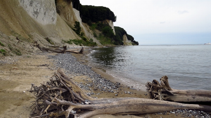 Beach sea coast tree Photo