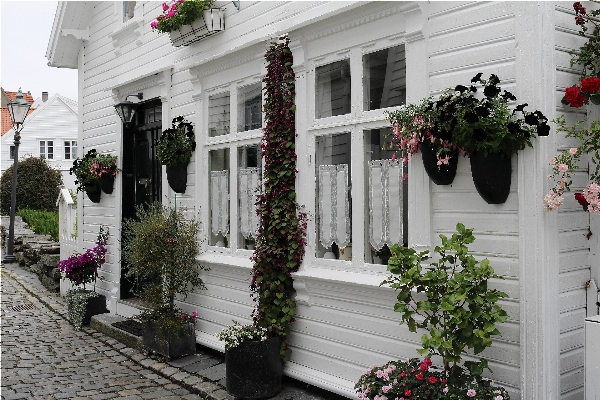 Architecture road flower building Photo