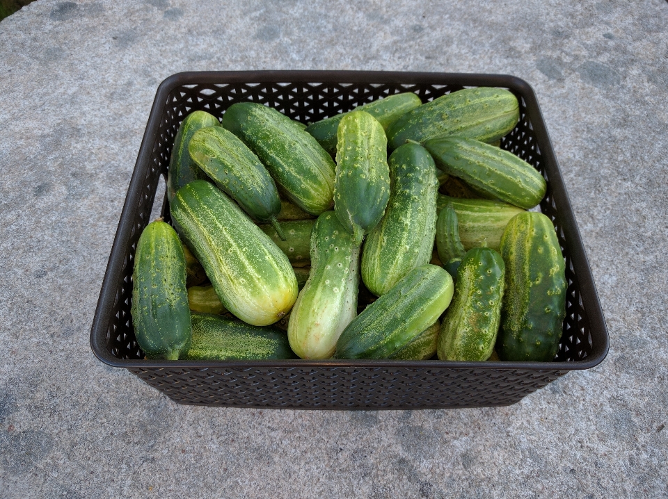 植物 果园 食物 生产