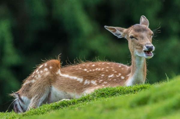 Prairie wildlife wild deer Photo