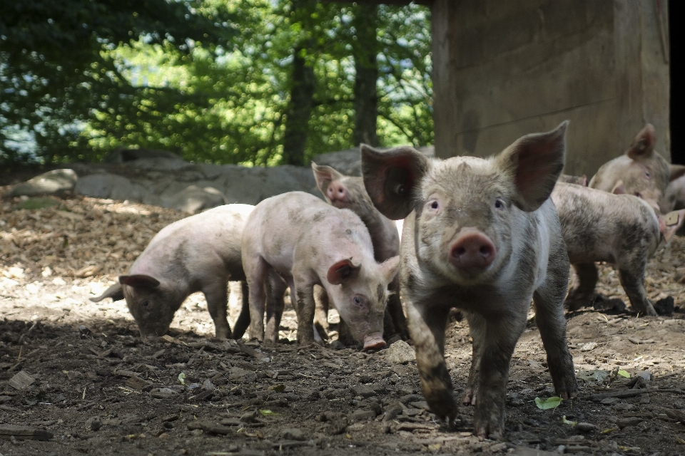 Azienda agricola dolce carino animale domestico