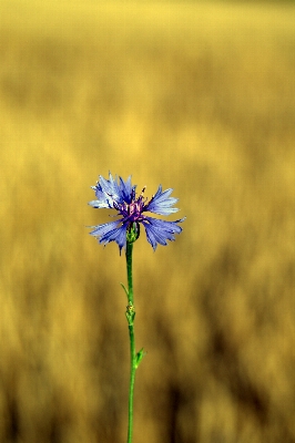 Nature grass blossom plant Photo