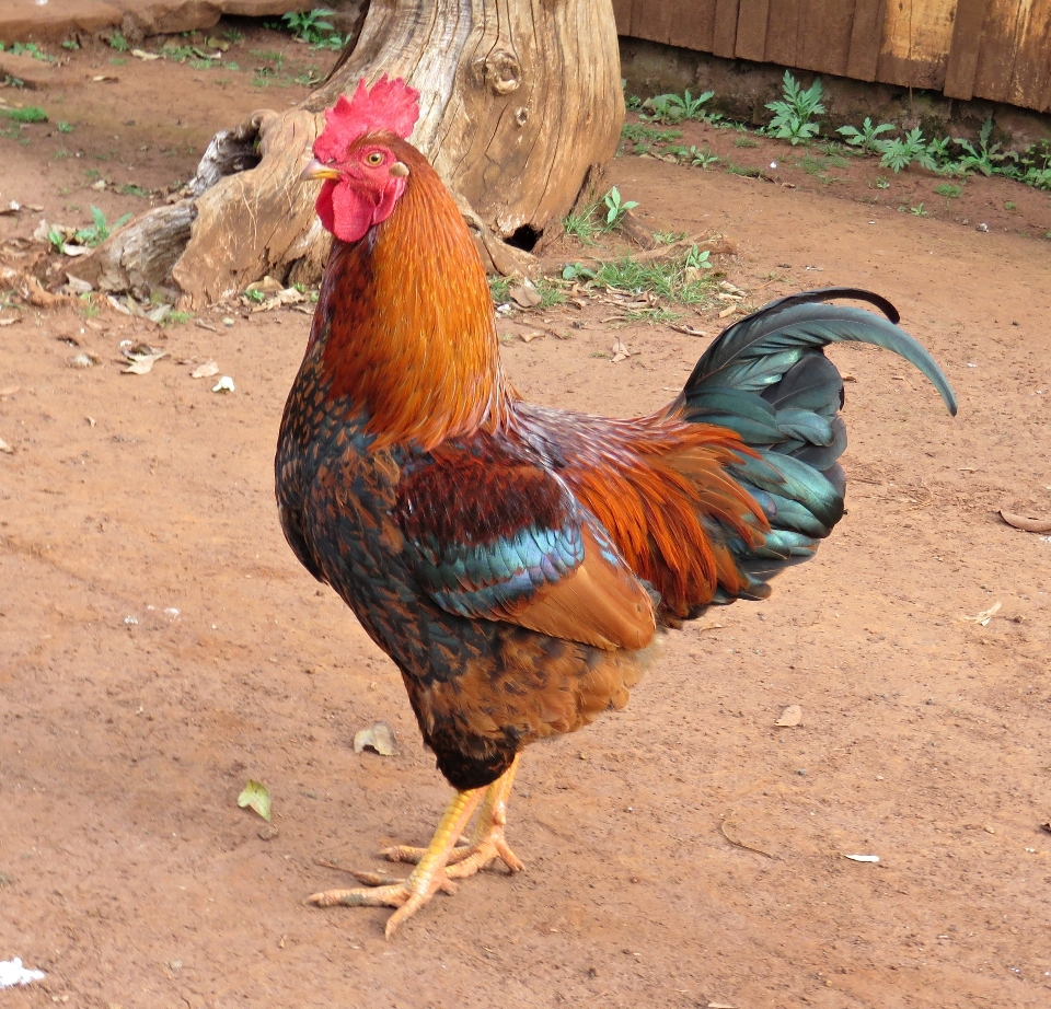 Oiseau cultiver le bec poulet