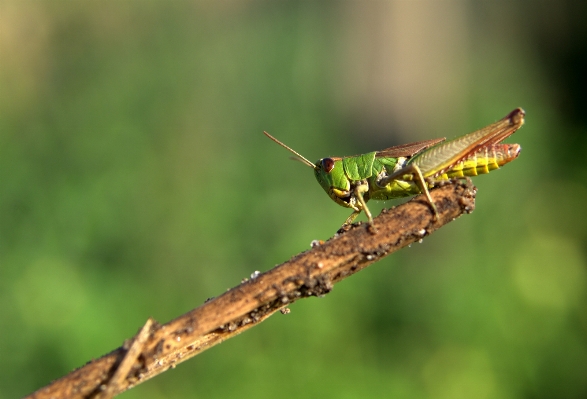 Foto Alam fotografi hijau serangga