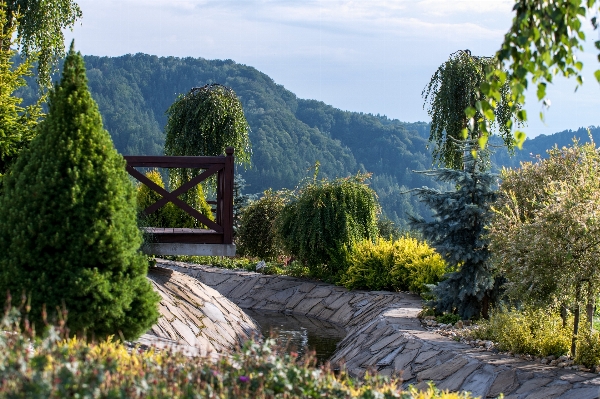 Foto Paisagem árvore natureza montanha