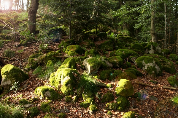 Foto Alam hutan luar ruangan rock