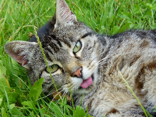 Grass flower wildlife pet Photo