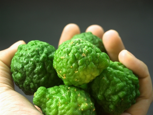 Plant hair fruit leaf Photo