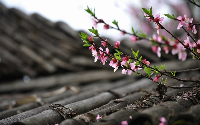 Tree nature branch blossom Photo