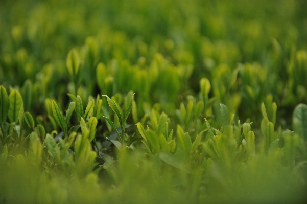 Water nature grass dew Photo