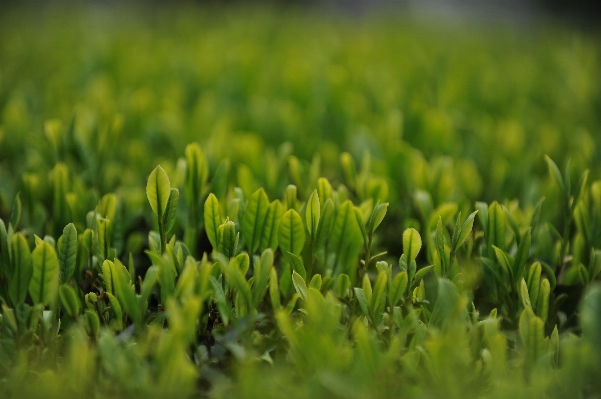 Foto Alam rumput tanaman bidang