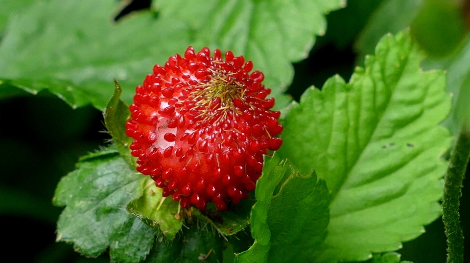 自然 植物 フルーツ ベリー