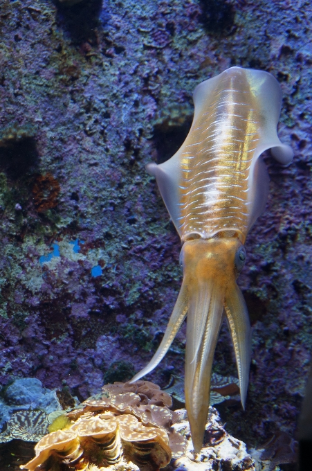 Mar oceano embaixo da agua biologia