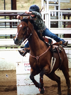 Foto Cavaliere cavallo frenare
 stallone